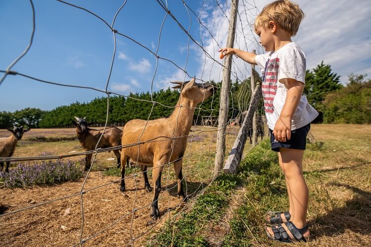 2020_BRILLAS_MINI-FERME_COYOTE--3-